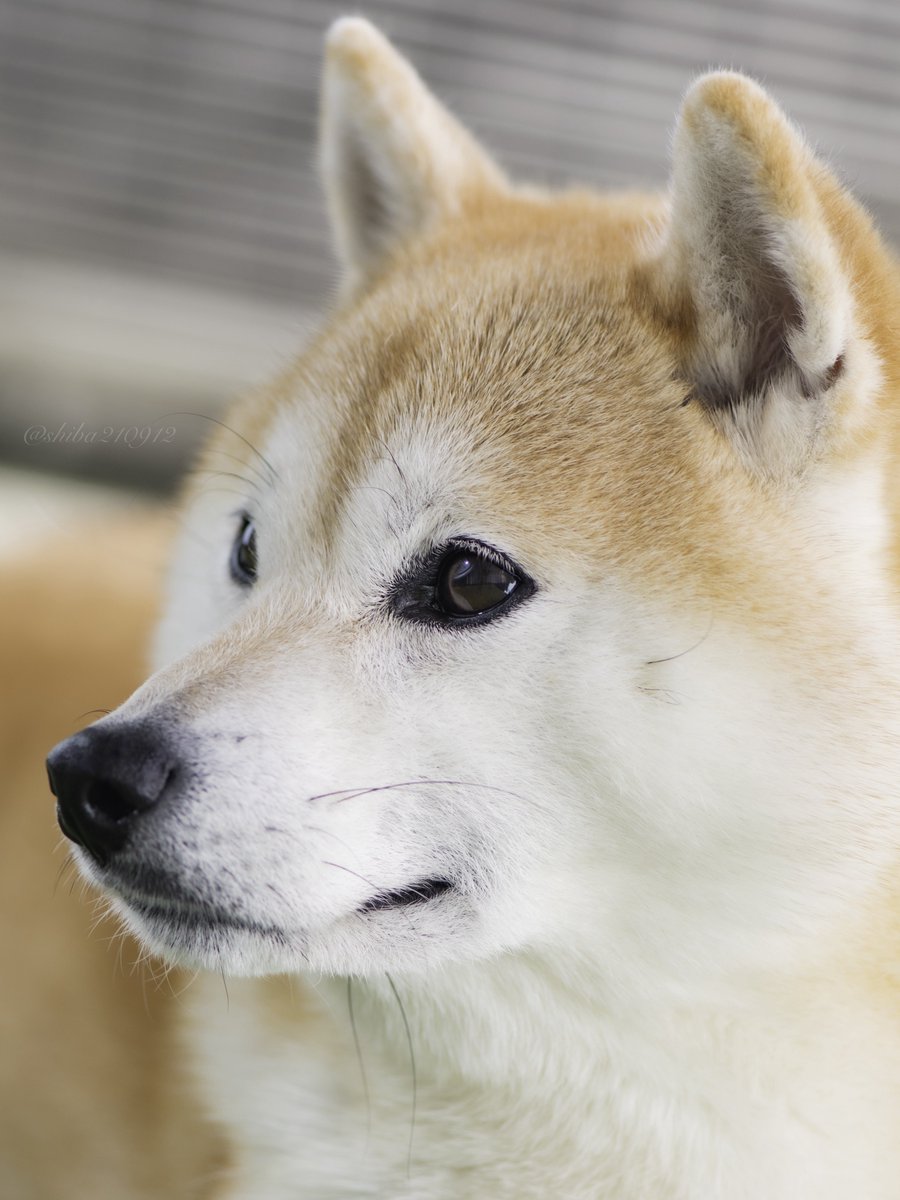 柴犬もも (@shiba210912) / Posts / X