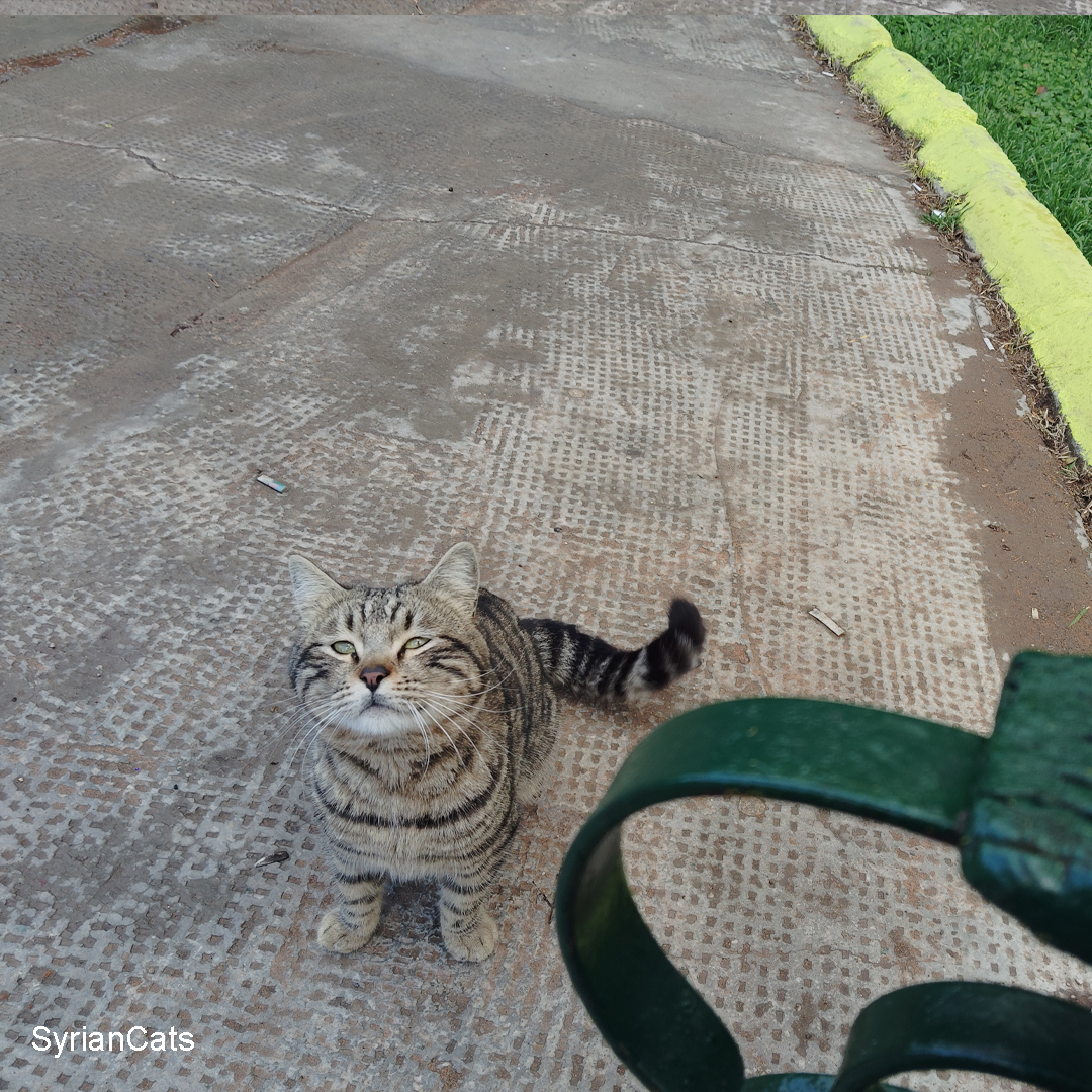 Syrian Cats tweet media