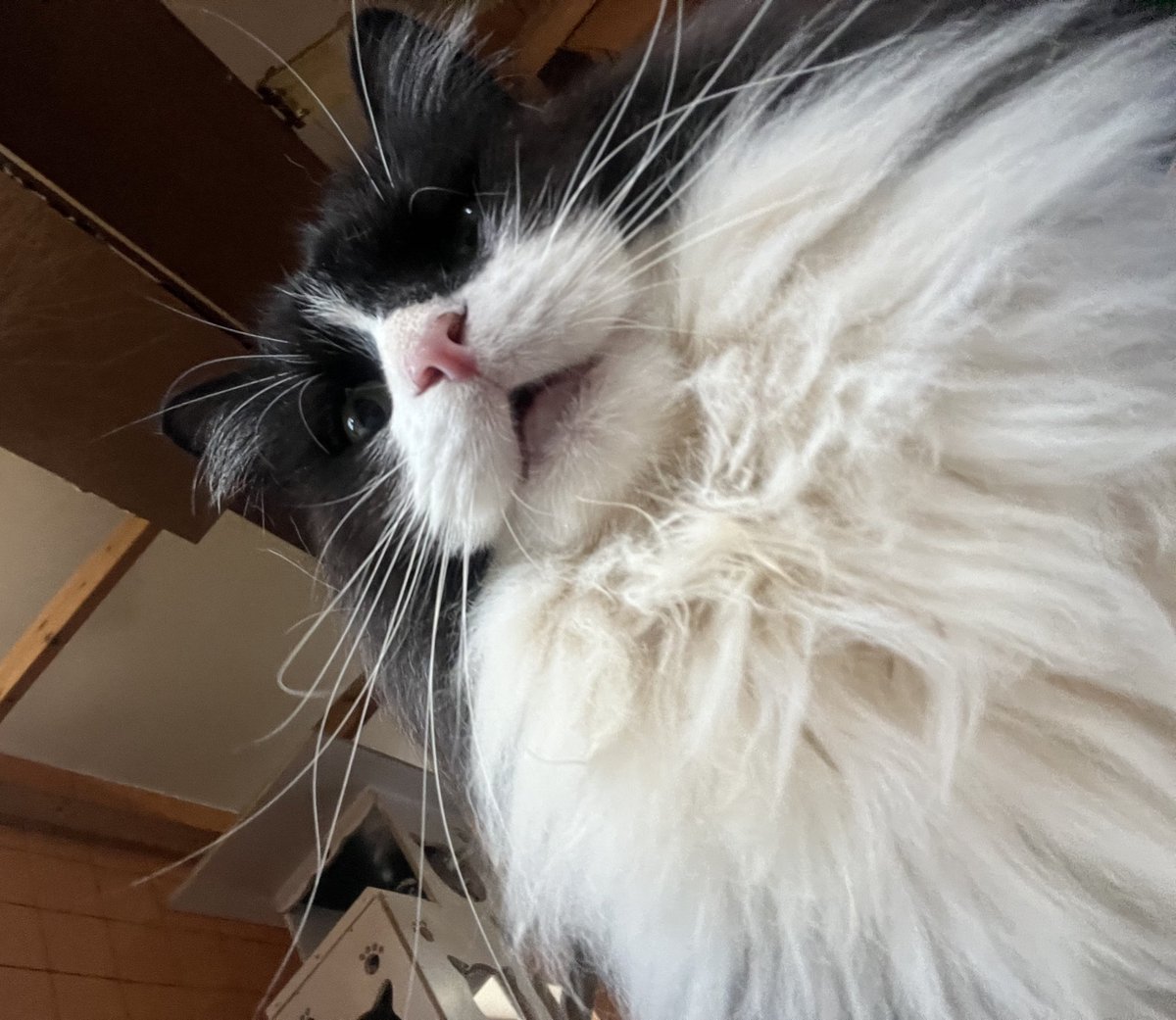 Post by ixtab⋆ﾟ on X: 6h04