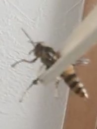 さっき、窓も換気扇もあけてないのに急に蜂が出現！(T_T)

旦那に倒してもらったけど、怖すぎて蜂駆除業者さんに連絡したら

「越冬できなかった女王蜂ですね」
「次の年は再利用しないので、逆に残しておいたほうが安全」

ってことだったんだけど…
ほんとうにもういないのか不安で怖すぎる…😭