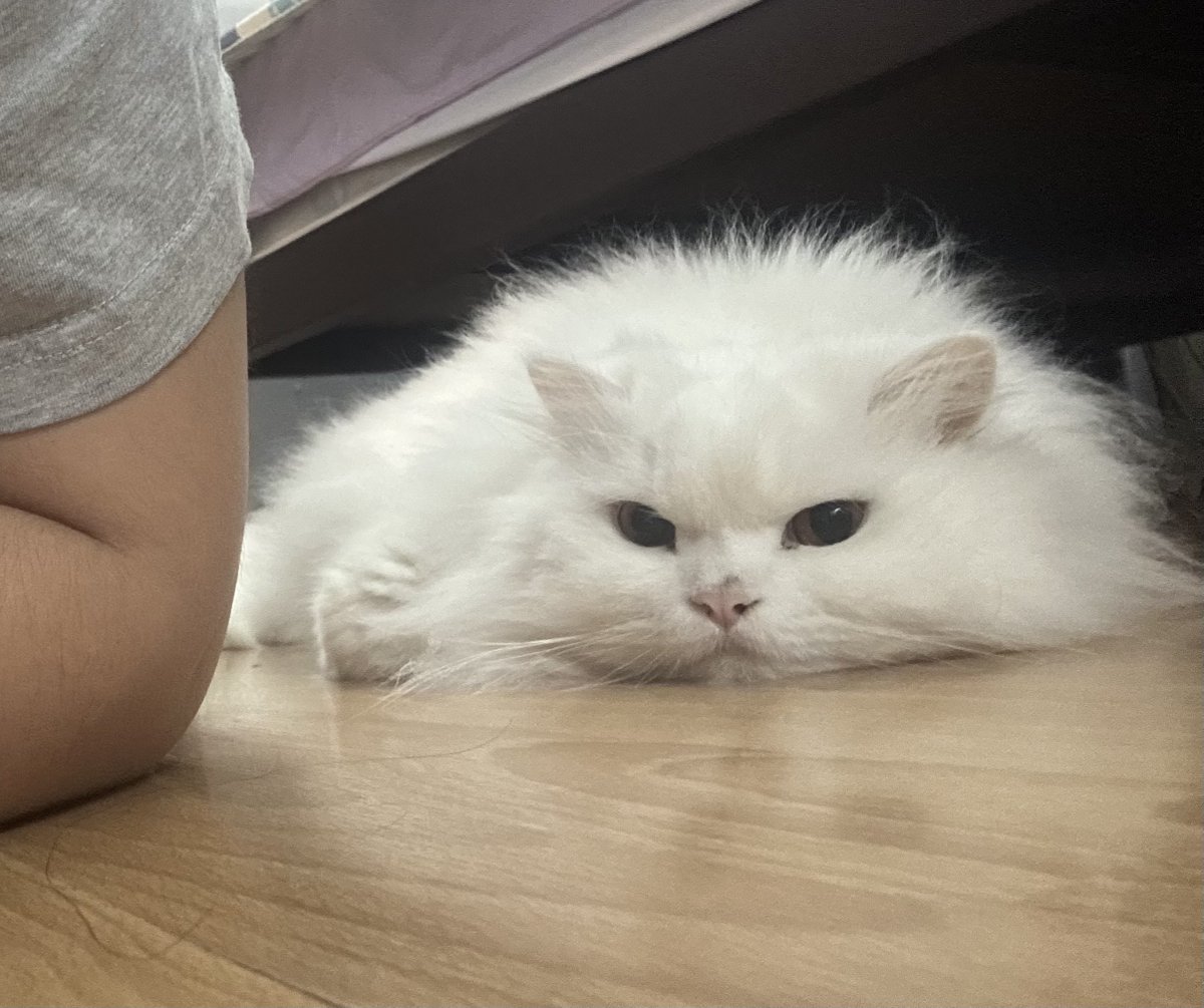 นีนี่ฮุนฮุนเป็นน้องพี่หมี🐻🐱 tweet media