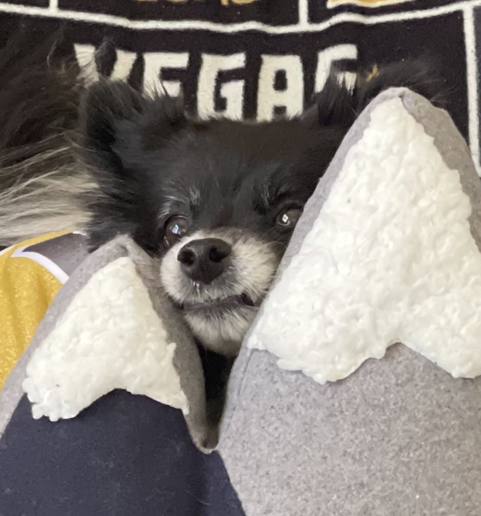 We’ve got a razor thin lead going into the third.  Can’t let up,  keep the pressure on.  #VegasBorn contribution are with #Lucky3rdPdVGKNoseBoops!

#VGK9Krew
 ❤️🐼🐶