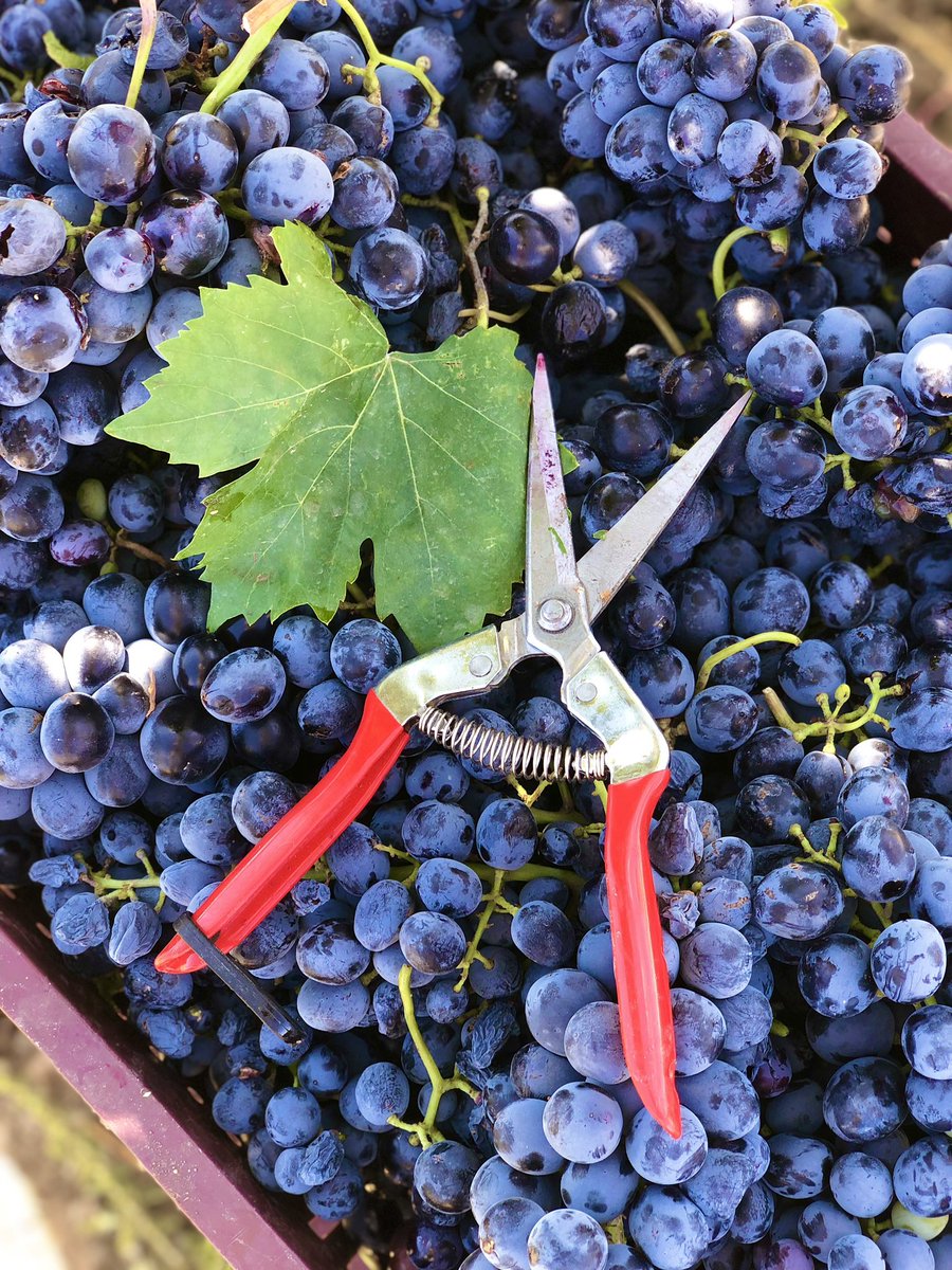 Epistemolojik kopuşlar yaşanıyordu🍀