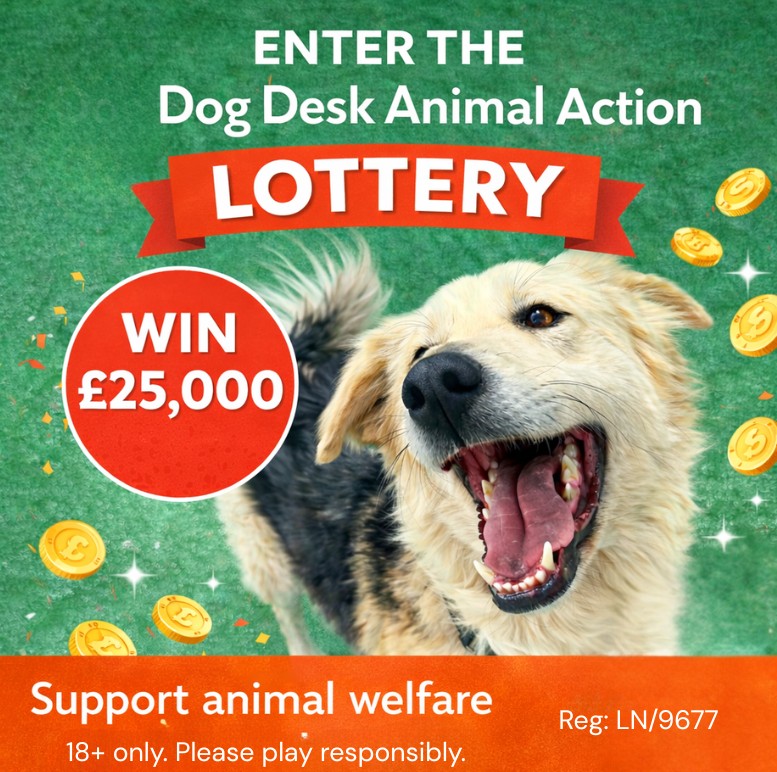 DogDeskAction's tweet photo. We need more players! 🎟️

Please join and support Dog Desk Animal Action. 🐾 👇
https://t.co/mtspGzEUqK
Every ticket helps us protect and care for animals in need.

#SupportAnimalRescue #PlayForGood #HelpStreetDogs #KindnessInAction https://t.co/Sk7XMuvVbm
