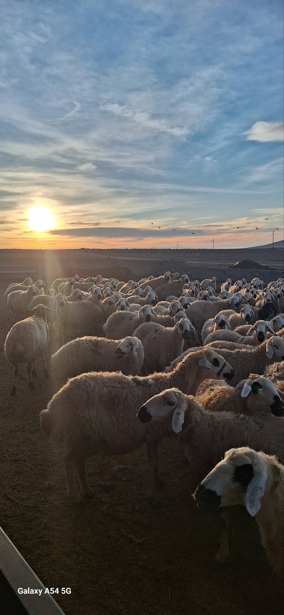 Hayırlı zabattanlar 🙋‍♂️
#Hayırlısabahlar
