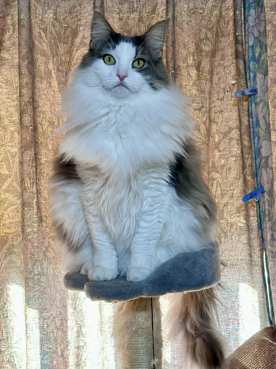 3年で爆モフしました。
#ノルウェージャンフォレストキャット