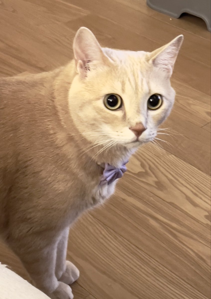 parismilk's tweet photo. ご飯食べたあとはお鼻が濡れてるの
#猫好きさんと繋がりたい https://t.co/Lq9N6WkEA7