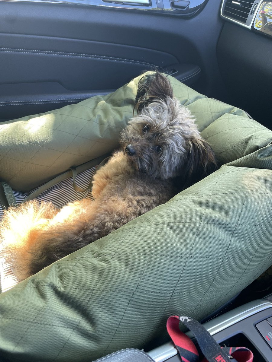 RayeCharles's tweet image. It’s a tough life waiting for the kids to get out of school #Teddy