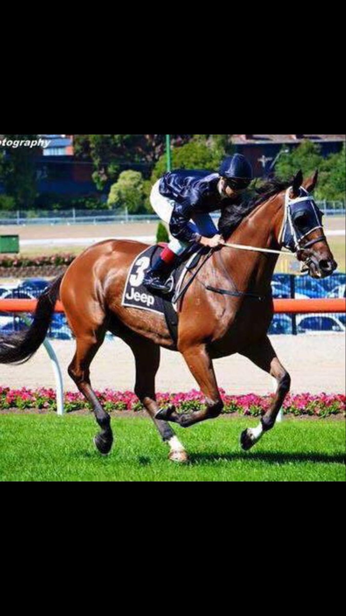 gelagotisracing's tweet image. Who’s bought a Group 1 winner from @inglis_sales Sydney Classic sales ?? 
Our one &amp;amp; only @hvasstan 💪🥊🍾
$36k &amp;amp; what a bargain he was &amp;amp; what a superstar he was 🐎💨💨💨
Warrior on the track that competed at the highest level in Australia 🇦🇺 
The proven source #getinvolved 🐎