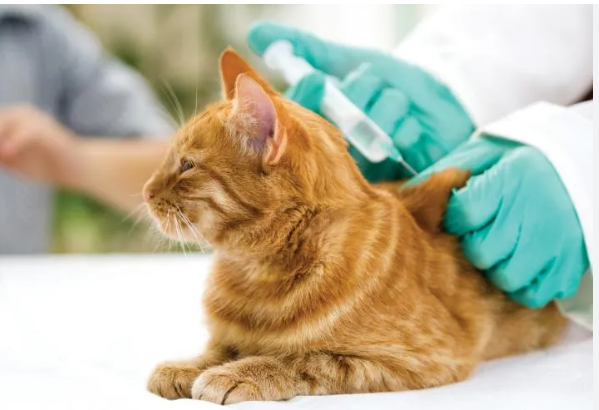 🐱📷 ¿Qué vacunas necesita tu michi?
La triple felina protege contra rinotraqueítis, calicivirus y panleucopenia.
La antirrábica protege contra la rabia (mortal y transmisible a humanos)
Esquema de vacunacion se puede empezar desde los 2 meses, con refuerzo anual.  📷#SaludFelina