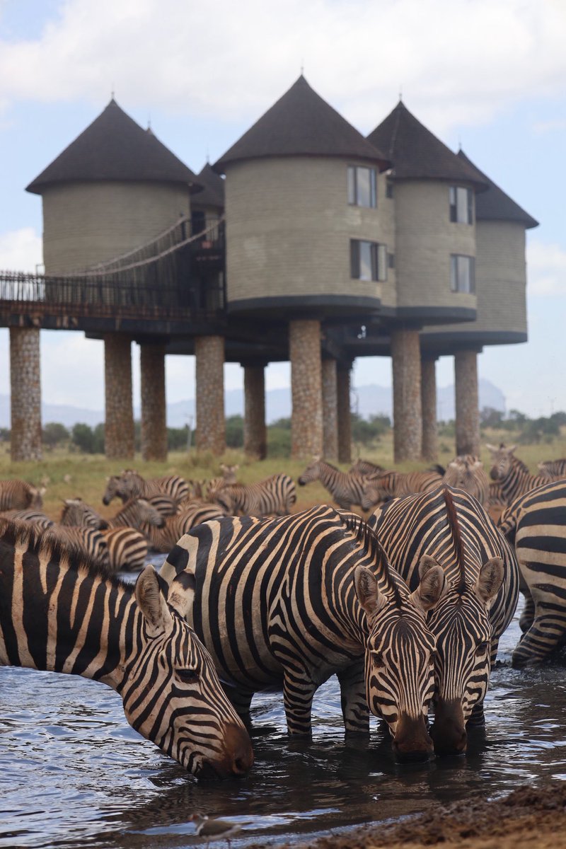Zebras check-in: waterhole edition😄🦓

come and enjoy the real Salt Lick experience.
