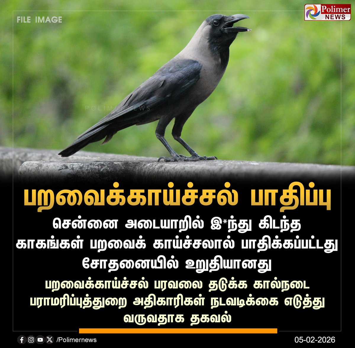 polimernews's tweet photo. #JUSTIN || சென்னையில் உயி*ழந்து கிடந்த காகங்கள் - மருத்துவ பரிசோதனையில் தெரிய வந்த உண்மை | #Chennai | #CrowDead | #BirdFlu | #PolimerNews https://t.co/8ZKpoojdRk