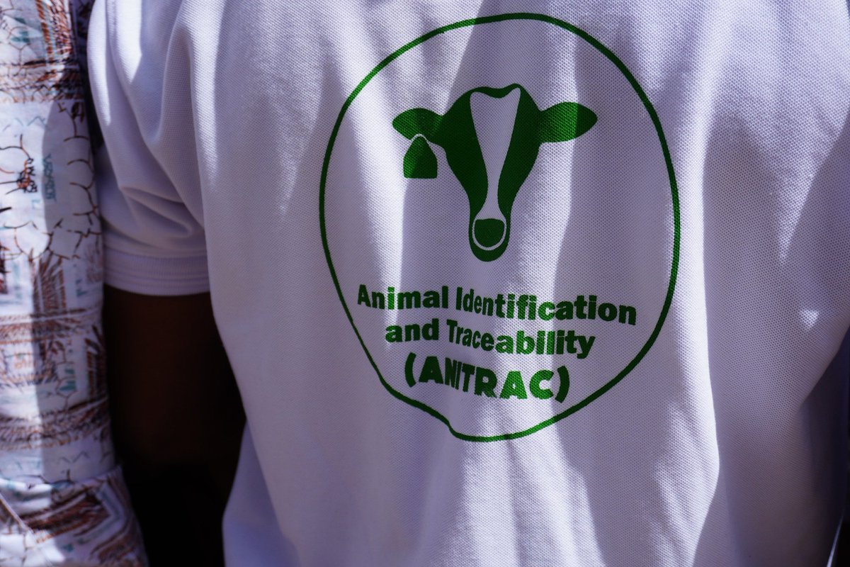 KenyaCattle's tweet photo. Farmers are gaining practical skills in proper cattle feeding, ration formulation, feed conservation, and animal health management, helping them reduce feeding costs, improve weight gain, and increase overall farm profitability.

2/2 https://t.co/9D0MhHjmzS