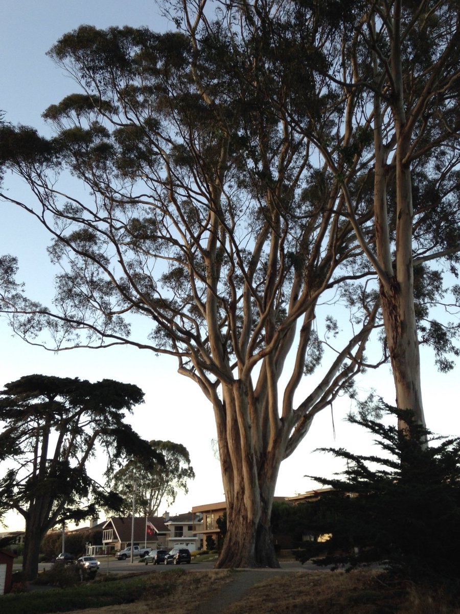 TomDudd's tweet image. Took this photo on a walk in Morro Bay, Calif., eight years ago and hope this mighty eucalyptus tree still stands tall. Wow. I mean, wow.
Big around as a couple of Teslas.