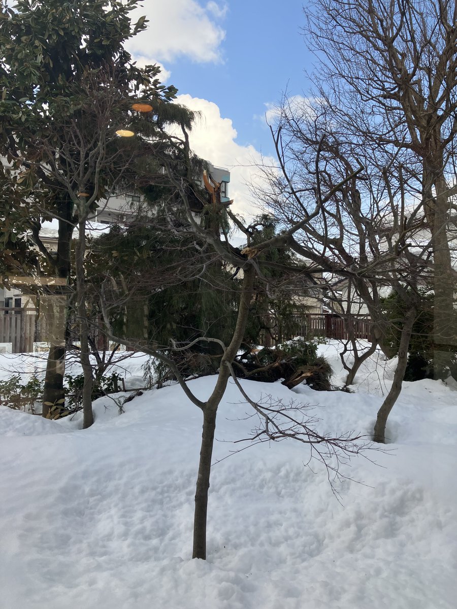 雪で…折れた……
＃長岡市
＃河井継之助
＃河井継之助記念館
