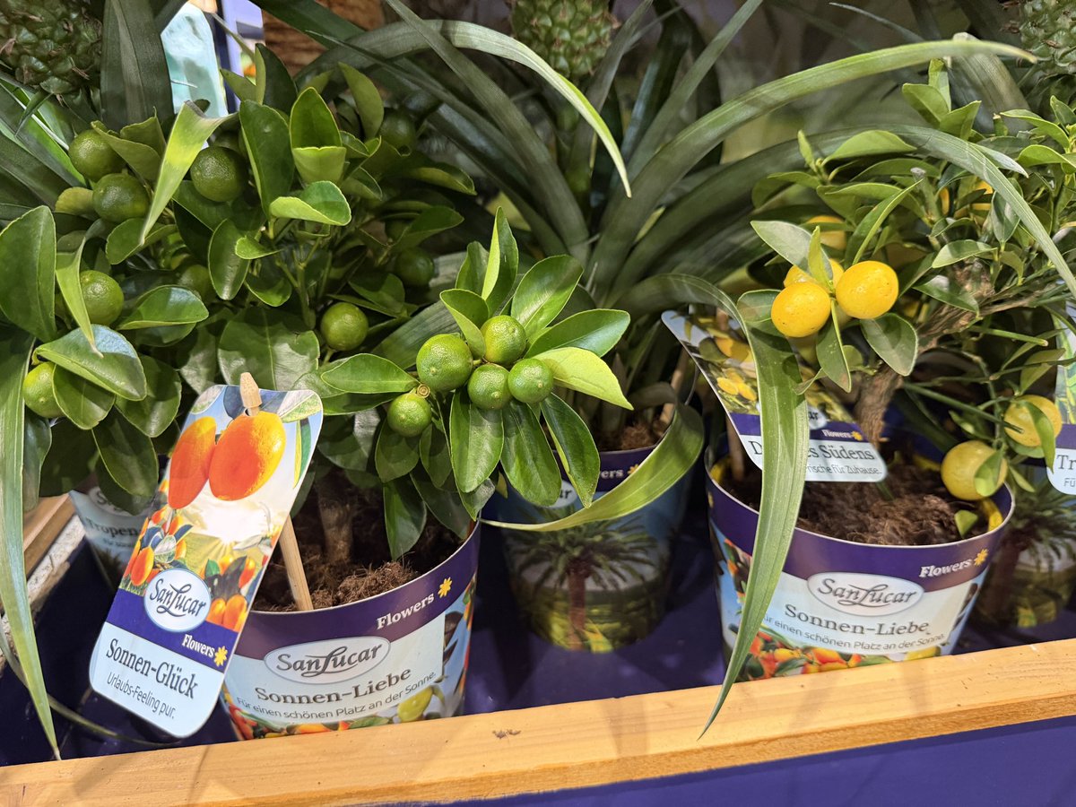 NL@FruitLogistica tweet media