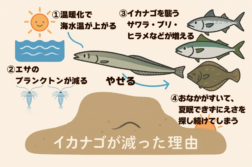 瀬戸内海東部でイカナゴの漁獲量がに急減した理由は、水温の上昇、餌不足による夏眠の遅れ、捕食者の増加という３つの要因が作用していたことが明らかとなりました。捕食者の増減による「トップダウン効果」が資源変動に大きく関与する可能性を科学的に示すことができました。
fra.go.jp/home/kenkyusho…