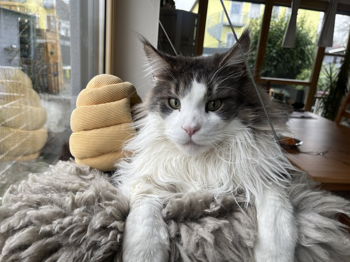 coding_jay's tweet image. Guten Morgen!