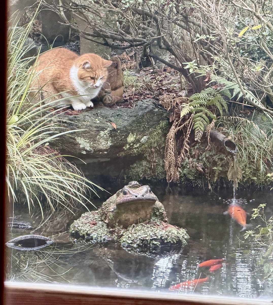 ふっけん(´・ω・)っ🍊🍲📺💻 (@fukken_z) / Posts / X