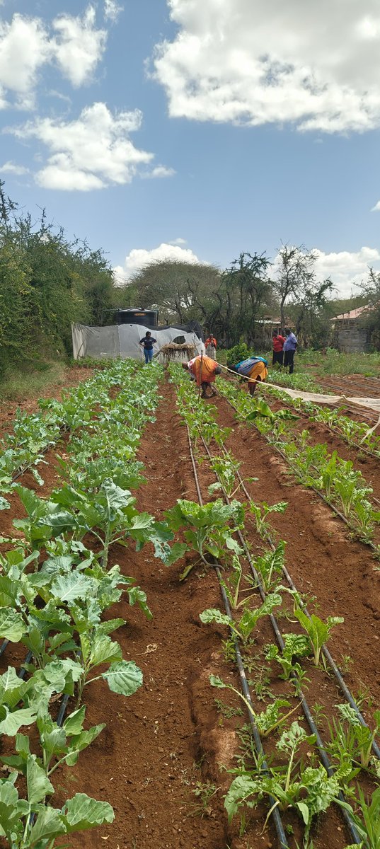 Kenya Water For Health Organization(KWAHO) tweet media