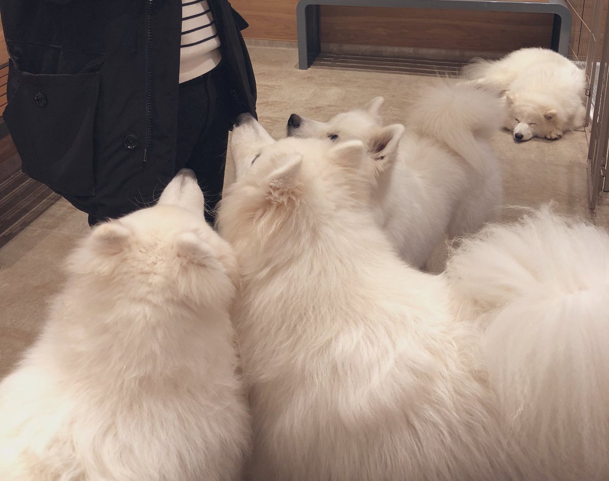 もふもふしてきたぜ