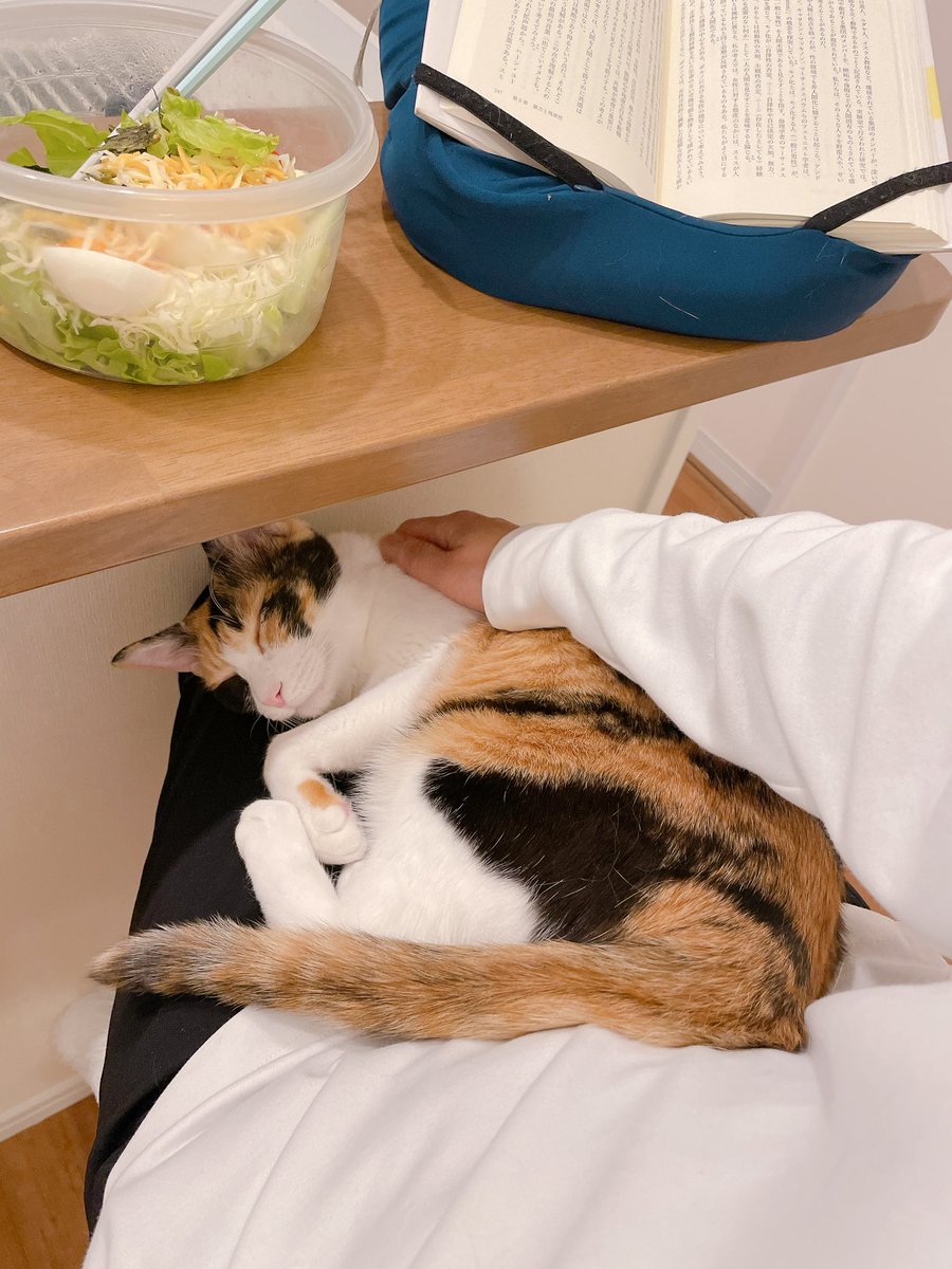 みなみと猫たち (@GUuNEMU_PACHI) on X