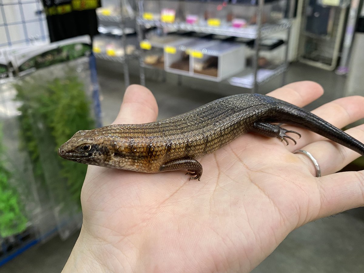 【生体紹介🦎】
･ショートネックスキンク“ソマリア”
Trachylepis brevicollis

バッチバチに仕上がってきました⚡️
入荷直後は雌雄もハッキリしない感じでしたが、確定ペアとれそうです💪
動きもボリュームもカッコ良さもあり、飼育が楽しすぎる担当イチオシ生体です‼️
【築地】
#みなとペポニ