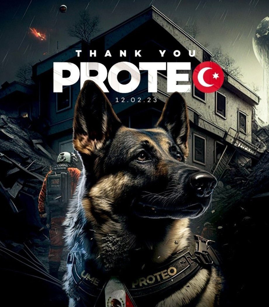 3 kişinin enkazdan canlı olarak çıkarılmasına yardımcı olan Proteo köpek deprem bölgesinde yorgunluktan hayatını kaybetmişti . Adının yaşatıldığı ve isminin bir çok yere verildiği ülkemde proteonun arkadaşları acımasızca hayattan koparıldılar unutmadık.