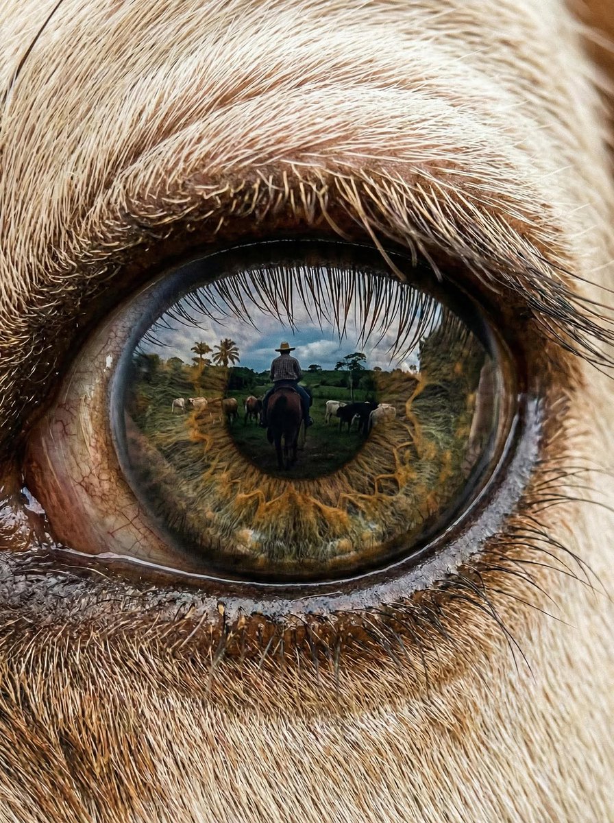 Dicen que los ojos son el espejo del alma, pero el ojo de una vaca es el espejo del cielo; si miras de cerca, verás reflejado la tierra, el pasto y al hombre que la cuida.

<a href="/jflafaurie/">José Félix Lafaurie</a> 
<a href="/ContGanadero/">CONtexto Ganadero</a> 
<a href="/Fedegan/">FEDEGAN</a>

#ConstruyendoGanadería 
#OrgullosamenteGanaderos