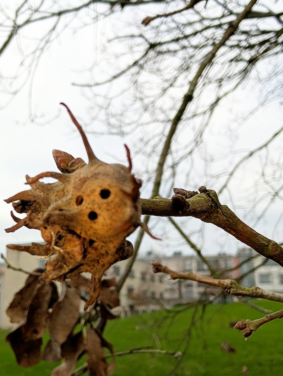 British Plant Galls tweet media