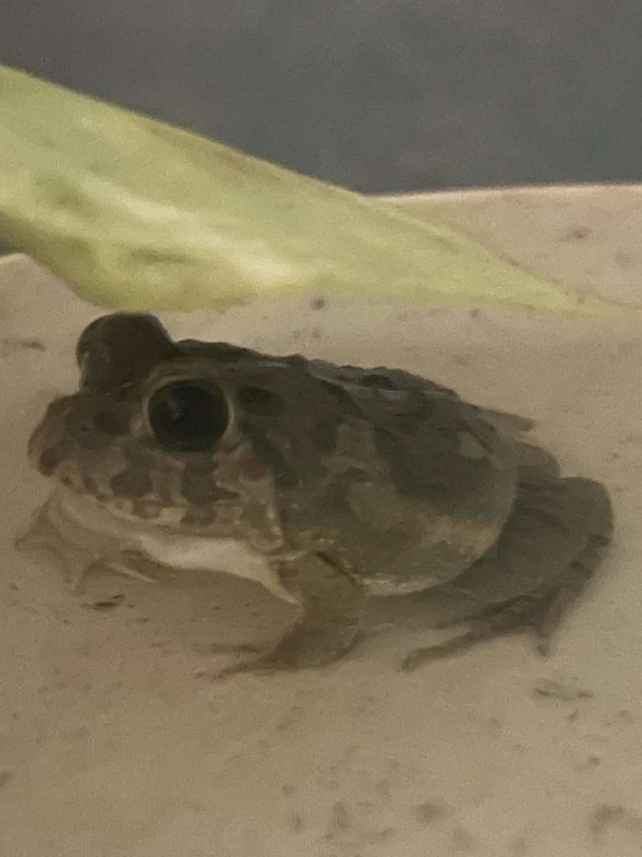 チャコ🐟🐸 tweet media