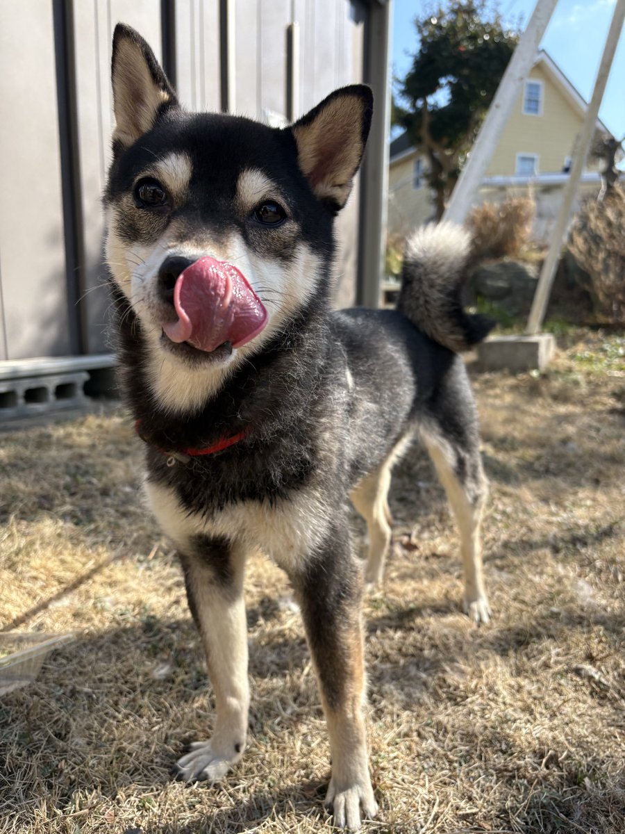 迷子犬の投稿で初バズり🤨早く飼い主見つかって欲しい