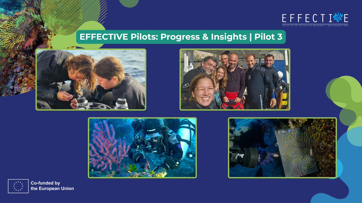 EFFECTIVE-Project tweet media