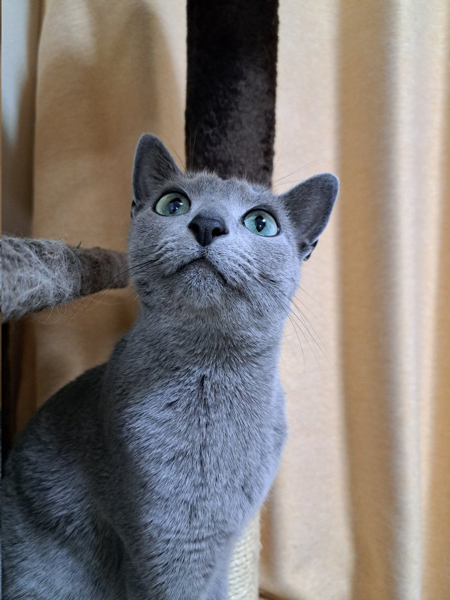 ロシアンブルー様 オーダー作品 3点 何を発見したのかな😺 #ロシアンブルー #猫がいる暮らし #動物好き