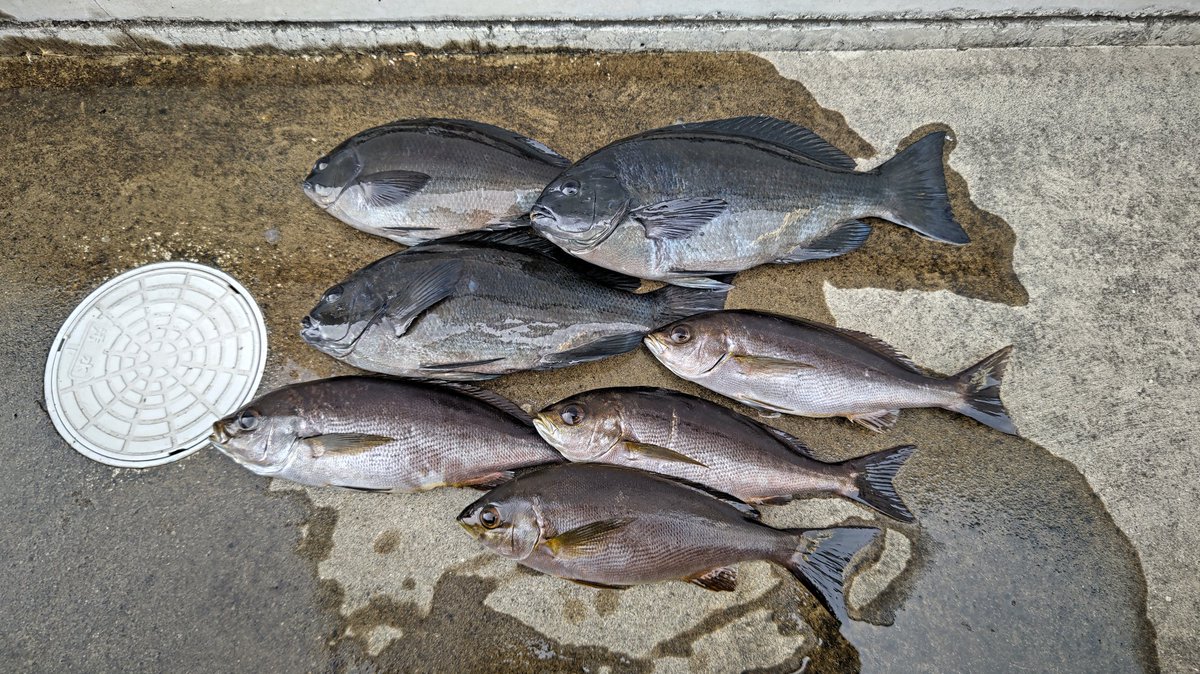 tureture55's tweet photo. 牟岐大島、津島へ2日釣り。
大島はめんどい釣り😓
津島はポツポツ釣れて ツ抜け。
サイズに不満有りだが、まずまず楽しめた。 https://t.co/xyaKf362BH