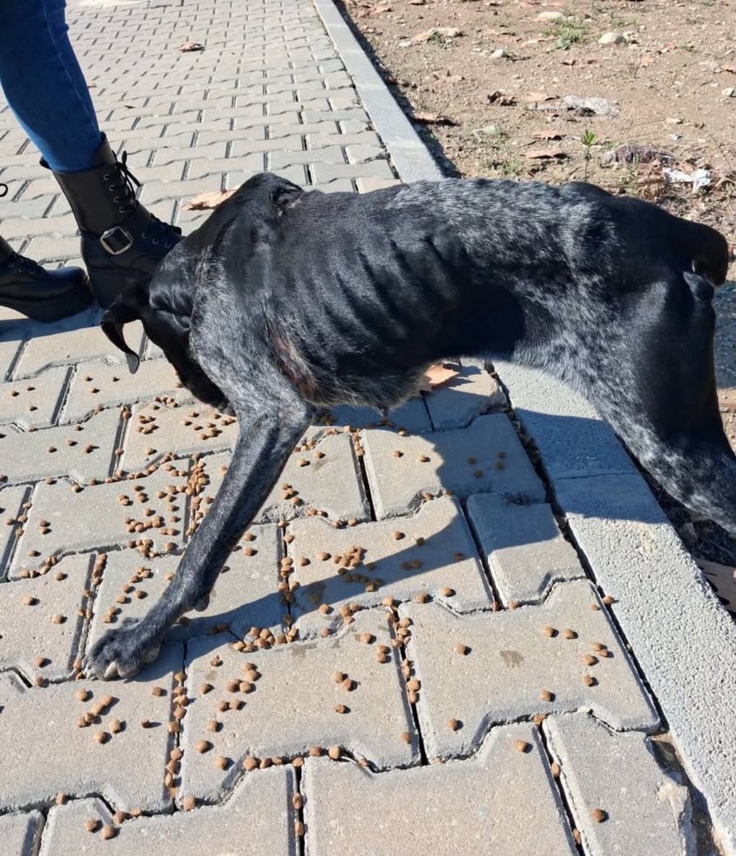 orhann033's tweet photo. Dağ başına atıp ölüme terk etmişler.Çevredekiler de görmezden gelmiş. Bu cana acil kalıcı/geçici yuva arıyoruz
#SokakHayvanlarıSahipsizDeğil https://t.co/jqZ0cN4wpJ