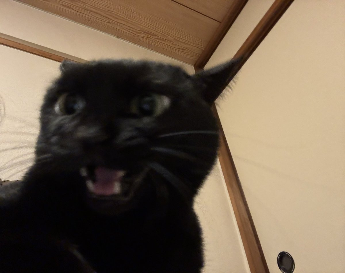 黒猫あさり tweet media