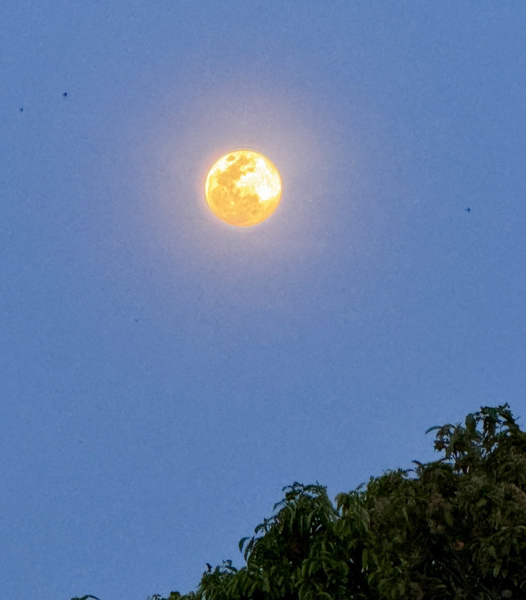 vogtonline's tweet photo. Full moon rising seen from our porch 🌕 https://t.co/Imf2pRbapT