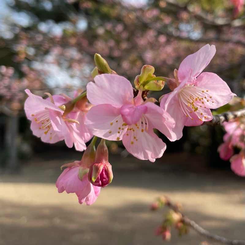 そっか、もうそんな季節！
河津桜が開花してました😊