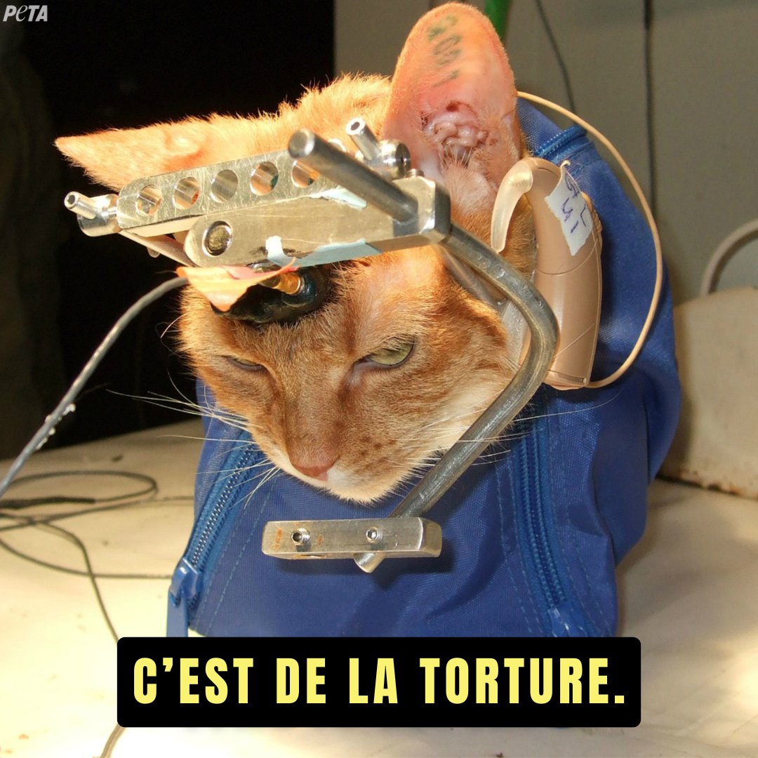 PETA_France tweet picture