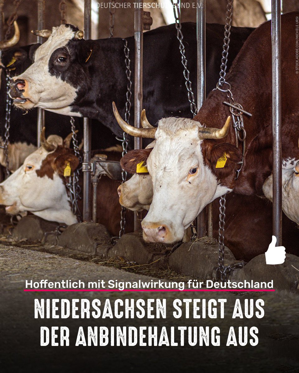 Niedersachsen steigt als 1. Bundesland vollständig aus der Anbindehaltung aus. Und geht damit einen wichtigen Schritt, statt vergeblich auf die Bundesregierung warten, die sich hier nicht rührt. Jetzt müssen die anderen Bundesländer nachziehen - bes. Bayern und Baden-Württemberg!