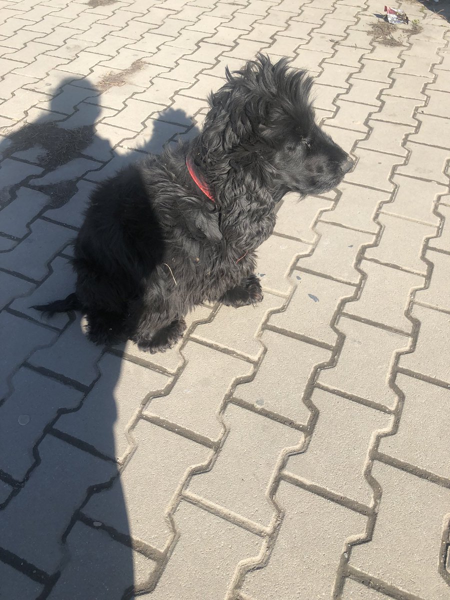 Aki ga neko traži. Ima crvenu ogrlicu. Pitom je. Nalazi se kod podzemnog prolaza na žel. stanici u Batajnici.