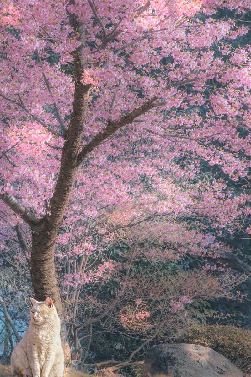 今日のお散歩は河津桜
野良猫さん、わんこ抱っこしてるのに近づいても逃げない優しい子だったよ😌✨