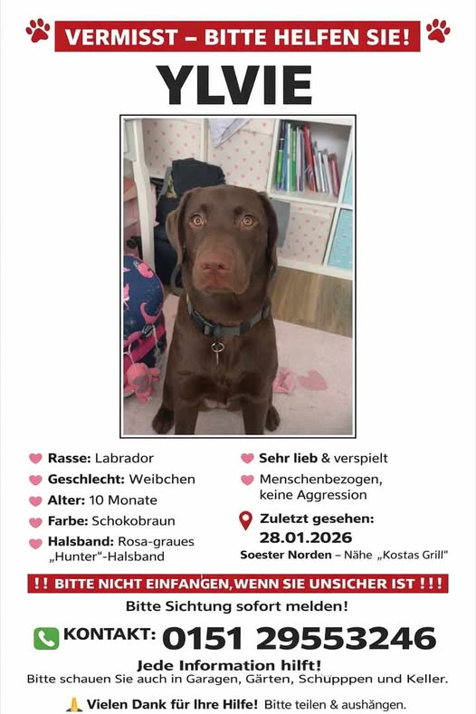Kopie
YLVIE vermisst
59494 Soest
27.01.2026
Wir vermissen Ylvie !
Sie wurde zuletzt gesehen am 28.01.26 Soester Norden - Nähe " Kostas Grill "
Ylvie ist bei TASSO unter der Suchdienstnummer S3040693 gemeldet.
Hinweise bitte an: 0151-29553246
oder an Tasso
+49 6190 937300