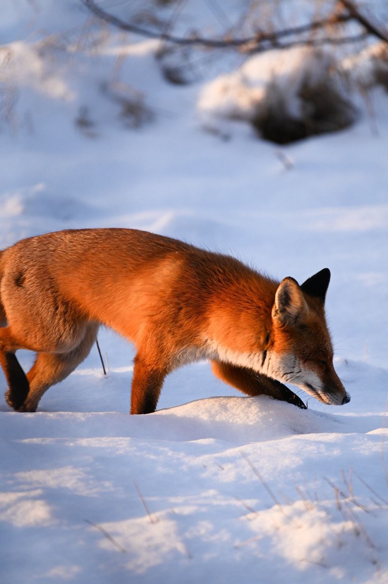 ChrisGPackham's tweet image. The light ! Thank you to @seutendeern.bsky.social for this morning's #FoxOfTheDay - keep them coming !