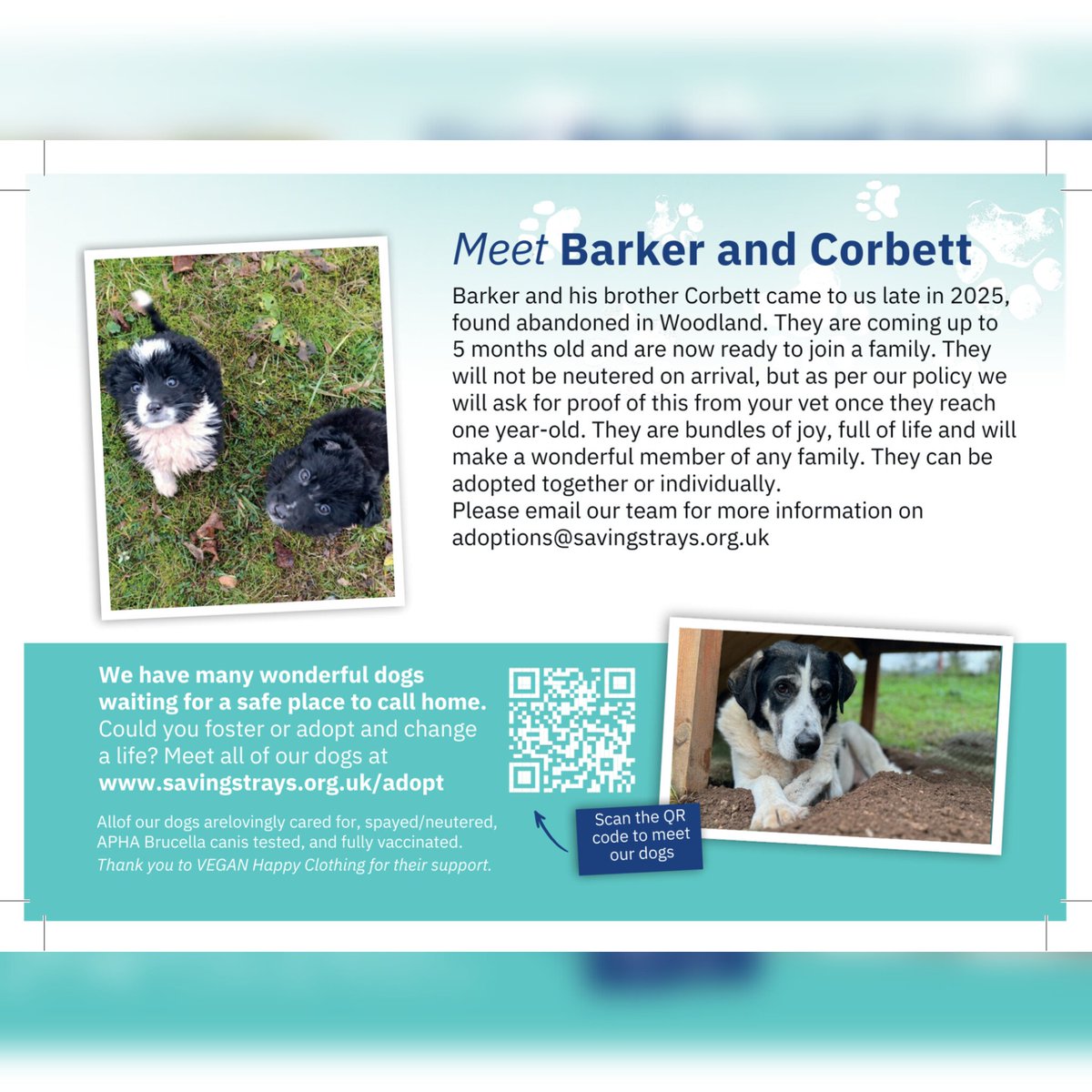SavingStraysUK's tweet photo. MEET BARKER & CORBETT Brothers came to us in late 2025 after being abandoned. Now nearly 5 months old, they’re full of joy & ready for a family. They can be adopted together or separately. Email adoptions@savingstrays.org.uk for info.
#fosterfebruary #foster #cute https://t.co/BntqavRvgM