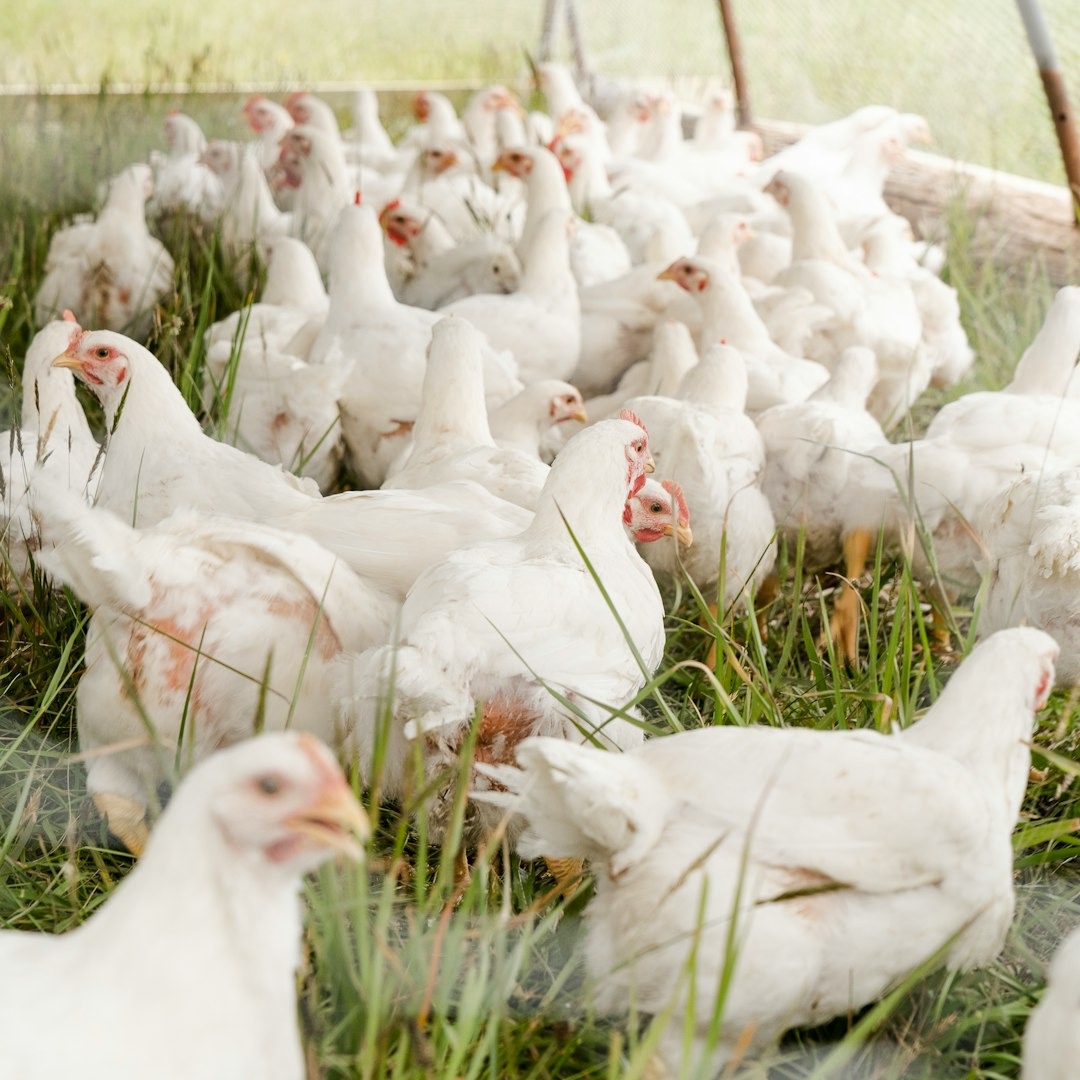 🦃✨ Ready to make the perfect poultry dish? Here’s a quick guide:  
1. **Wash Hands**  
2. **Rinse Poultry**  
3. **Remove Giblets**  
4. **Pat Dry**  
5. **Season**  
Always clean surfaces after handling raw poultry! 🍽️  
#PoultryPrep #CookingTips #FoodSafety #GaaSCloud 🥘