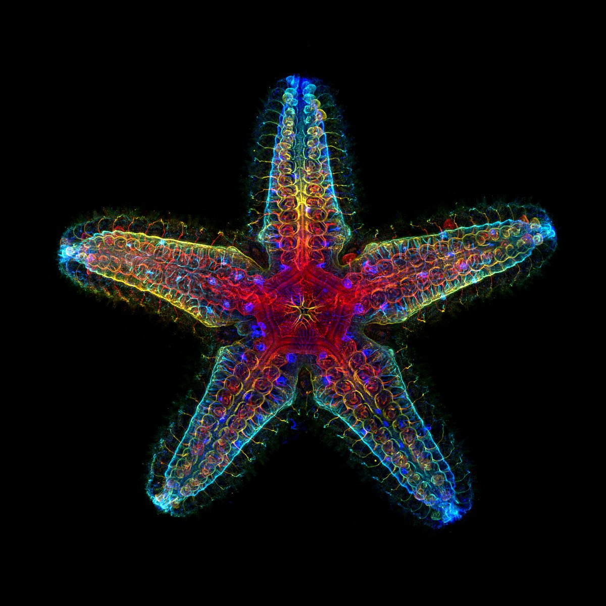 BigBangSciCom's tweet image. Le système nerveux d'une jeune étoile de mer, visualisé en microscopie confocale à fluorescence ⭐🔬

Crédits : Laurent Formery &amp;amp; Nathaniel Clarke

via @nikonsmallworld
nikonsmallworld.com/galleries/2024…

#microscope #microscopy #nature #artandscience #beautifulscience
