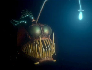 FanOskey's tweet photo. @VisualSounds1 There's nothing weirder than this guy https://t.co/cROPFRjvpC
