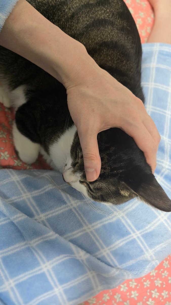 쬬쬬는 내 다리사이가 제일 좋은가바